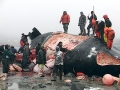 Bowhead Whale