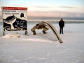 Bowhead Whale