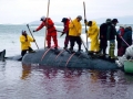 Bowhead Whale