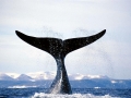 Bowhead Whale