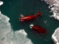 Bowhead Whale
