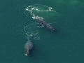 Bowhead Whale