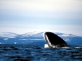 Bowhead Whale