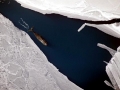 Bowhead Whale