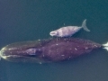 Bowhead Whale