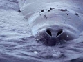 Bowhead Whale