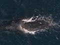 Bowhead Whale