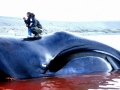 Bowhead Whale
