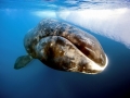 Bowhead Whale