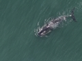 Bowhead Whale
