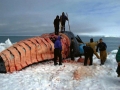 Bowhead Whale