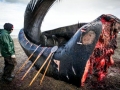 Bowhead Whale