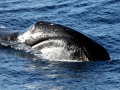 Bowhead Whale