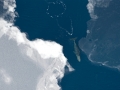 Bowhead Whale