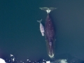 Bowhead Whale