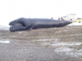 Bowhead Whale