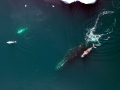 Bowhead Whale