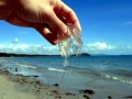 Box Sea Jelly