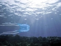 Box Sea Jelly