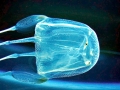 Box Sea Jelly
