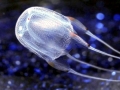 Box Sea Jelly
