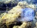 Box Sea Jelly