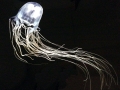 Box Sea Jelly