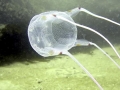 Box Sea Jelly