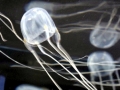 Box Sea Jelly