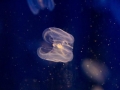 Box Sea Jelly