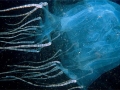 Box Sea Jelly
