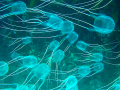 Box Sea Jelly