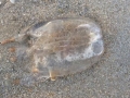 Box Sea Jelly