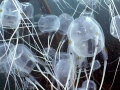 Box Sea Jelly