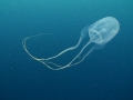 Box Sea Jelly