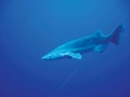 Bramble Shark