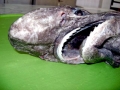 Bramble Shark