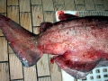 Bramble Shark