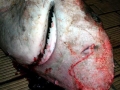 Bramble Shark