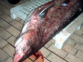 Bramble Shark