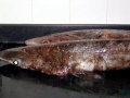 Bramble Shark