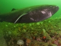Bramble Shark