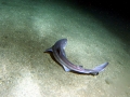 Bramble Shark