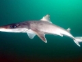 Bramble Shark