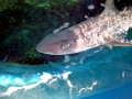 Bramble Shark