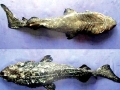 Bramble Shark