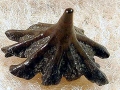 Bramble Shark