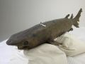 Bramble Shark