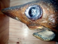 Bramble Shark