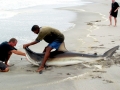 Bronze Whaler Shark